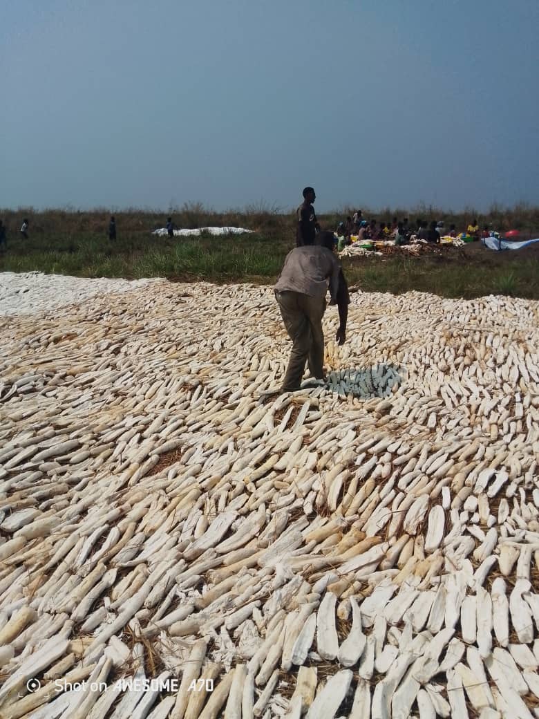 Tubercules de manioc de grande taille